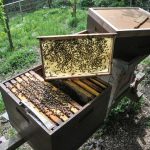 Vortrag: Arbeitspakete aufbauend auf den Grundlagen der Varroaresistenzzucht