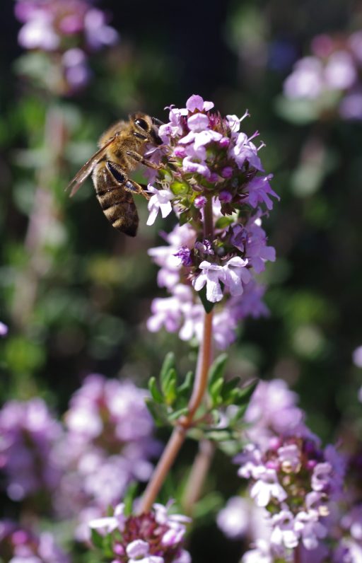 Thymus vulgaris L.