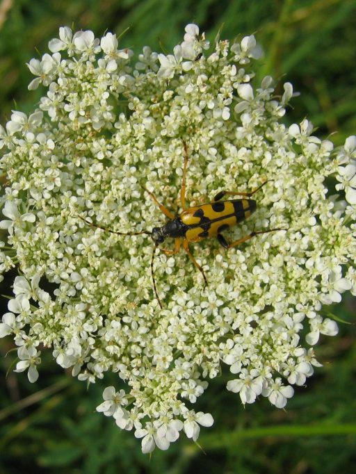 941818116_9f1715e742_o