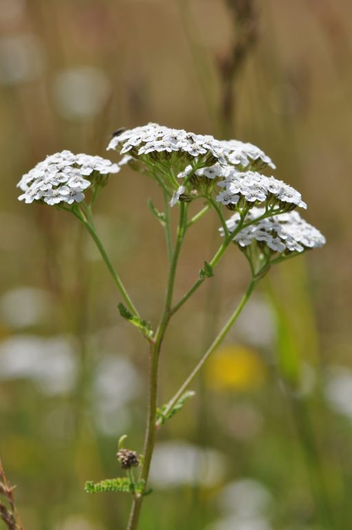 Achillea millefolium aggr.