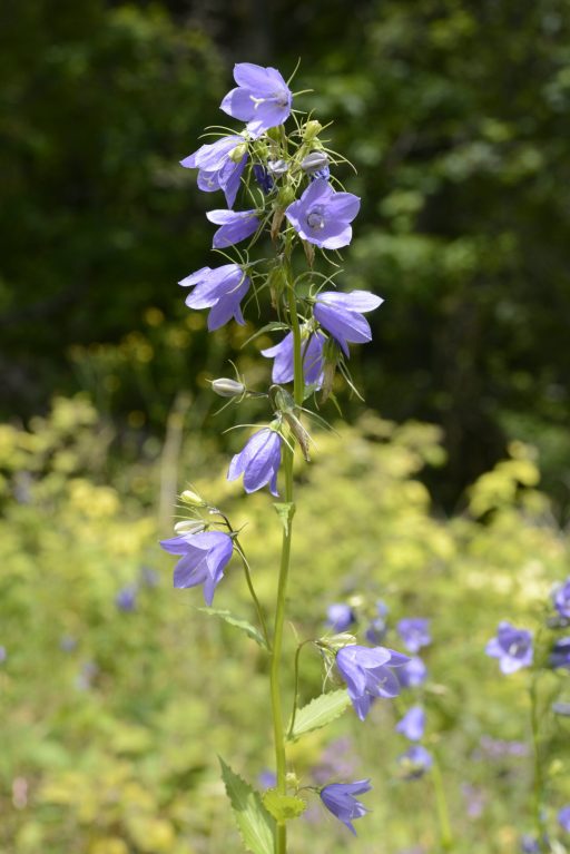 Campanula rhomboidalis L.