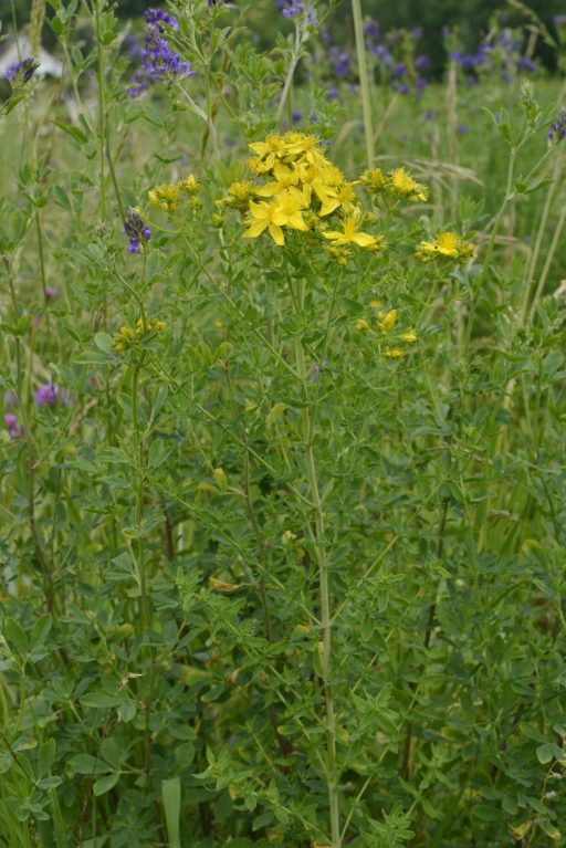 Hypericum perforatum L.