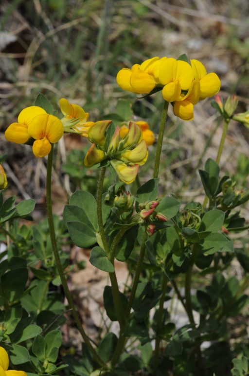 Lotus corniculatus aggr.