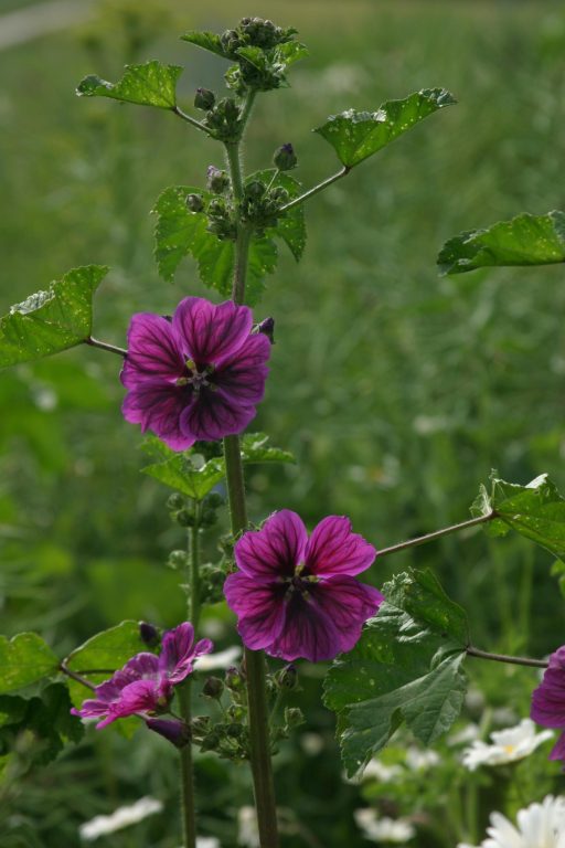 Malva sylvestris