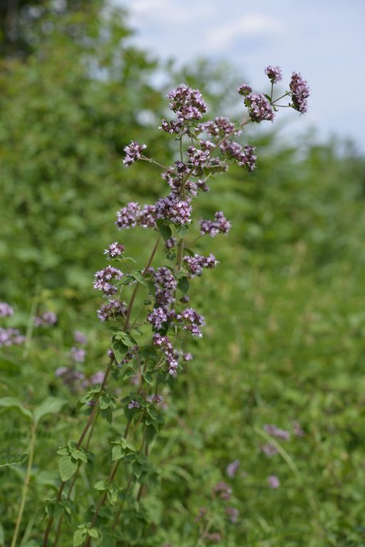 Origanum vulgare L.