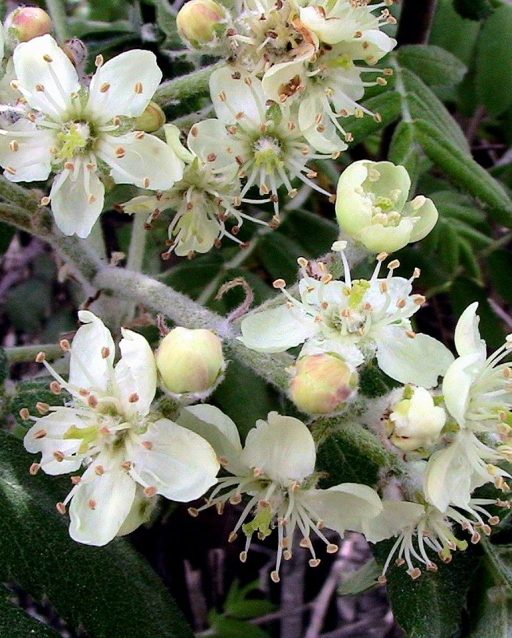 SORBUS_DOMESTICA_-_AGUDA_-_IB-187_(Servera)