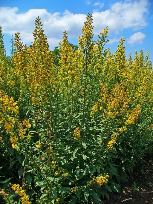 Solidago_virgaurea_001