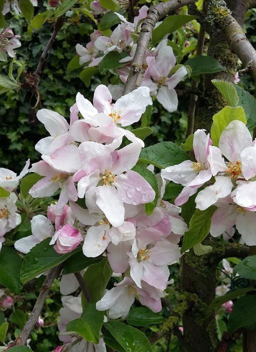 apple-blossom-2677448_1280