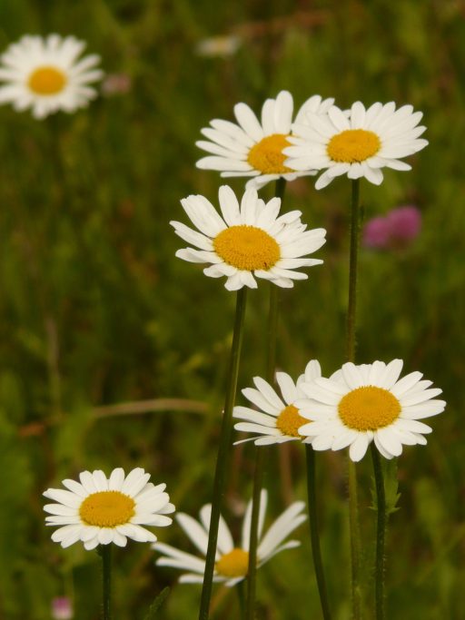 blossom-plant-white-field-meadow-prairie-1155741-pxhere.com