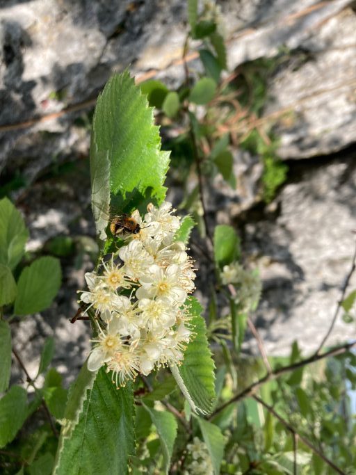 Echten Mehlbeere, Sorbus aria