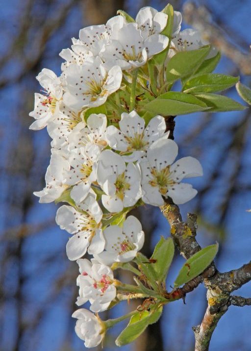 pear-tree-blossom-4137473_1280