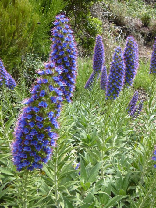 plant-flower-botany-blue-garden-flora-10967961-pxhere.com