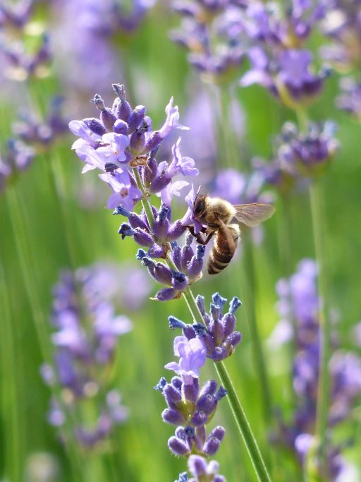 plant-meadow-flower-purple-pollination-herb-1019095-pxhere.com