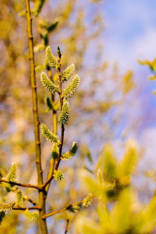 salt-pasture-4998860_1280